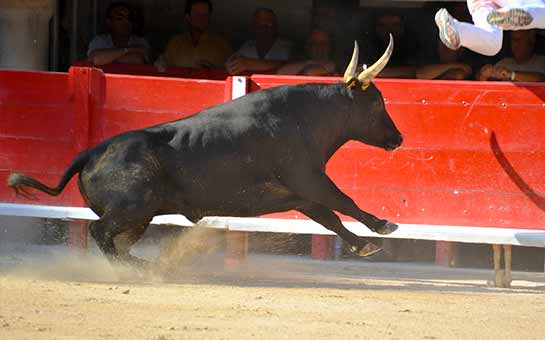 Running of the Bulls Travel Insurance