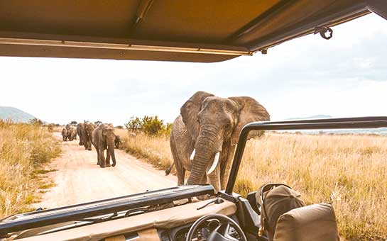 Seguro de viaje para safari