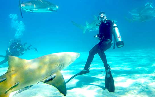 Seguro de viaje para buceo con tiburones