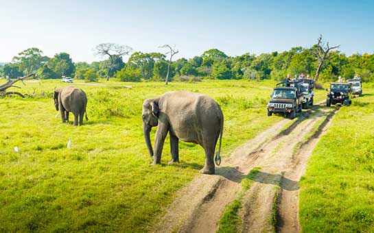 Wildlife Safari Travel Insurance