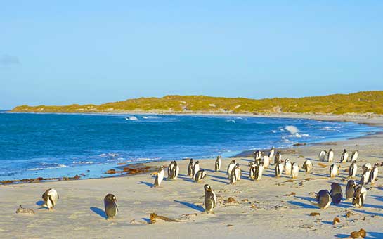 Falkland Islands Travel Insurance