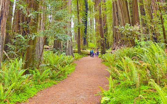 Seguro de viaje al parque nacional de Redwood