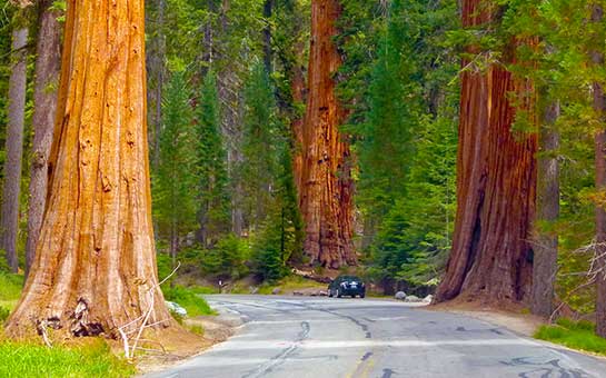 Sequoia National Park Travel Insurance