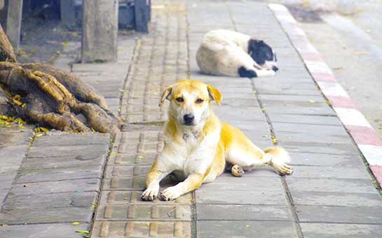 Stray Dog Bite Abroad and Travel Medical Insurance Experience