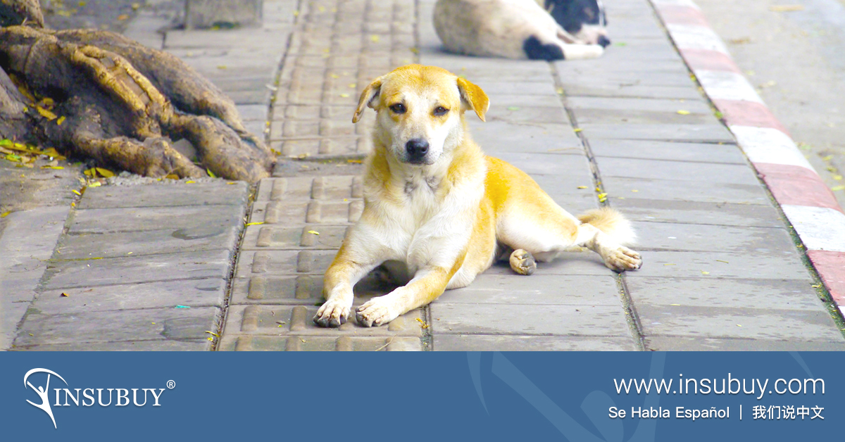 Will My Health Insurance Cover A Dog Bite